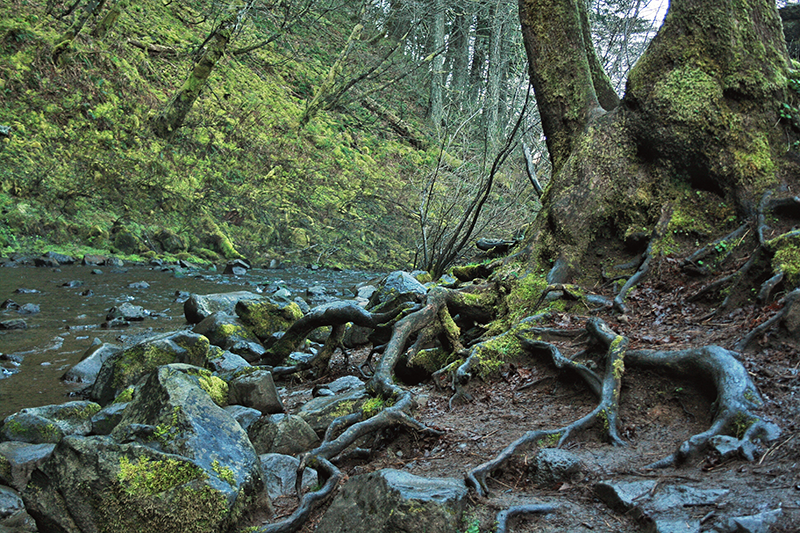 Natural Textures of the Pacific Northwest // JustineCelina.com