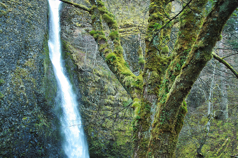 Natural Textures of the Pacific Northwest // JustineCelina.com