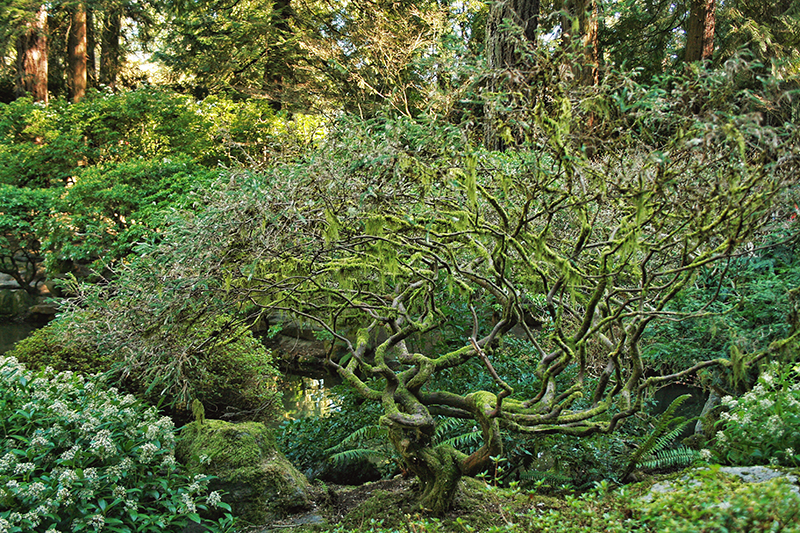 Natural Textures of the Pacific Northwest // JustineCelina.com