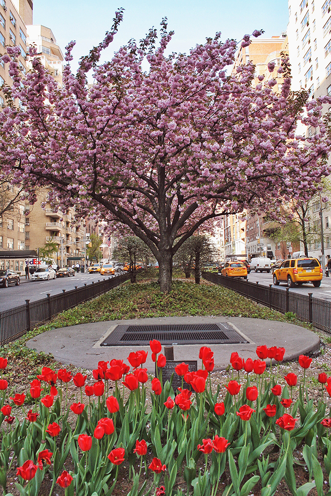 Snapshot | New York City | Park Avenue in Bloom // JustineCelina.com