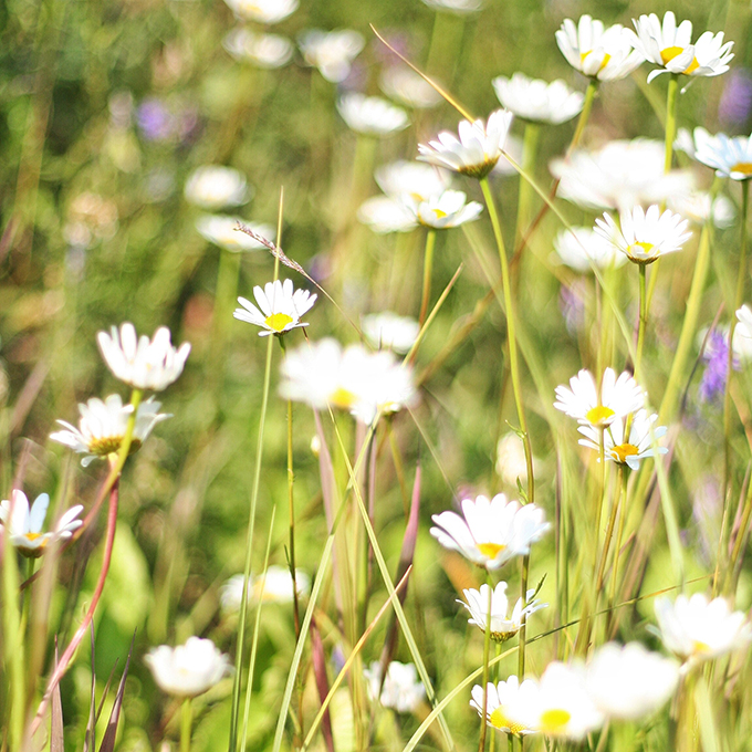 A Day at Lake Louise | Mountain Wildflowers // JustineCelina.com