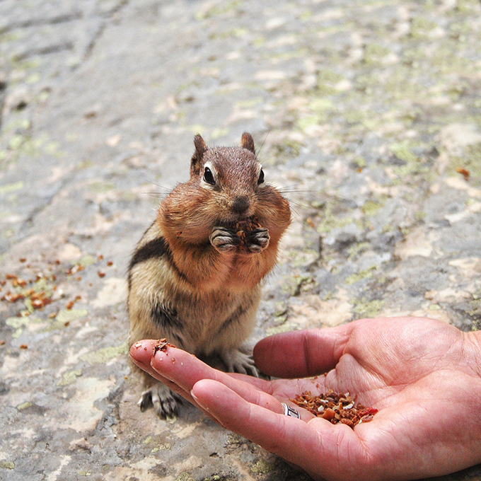 A Day at Lake Louise | Canadian Chipmunks // JustineCelina.com