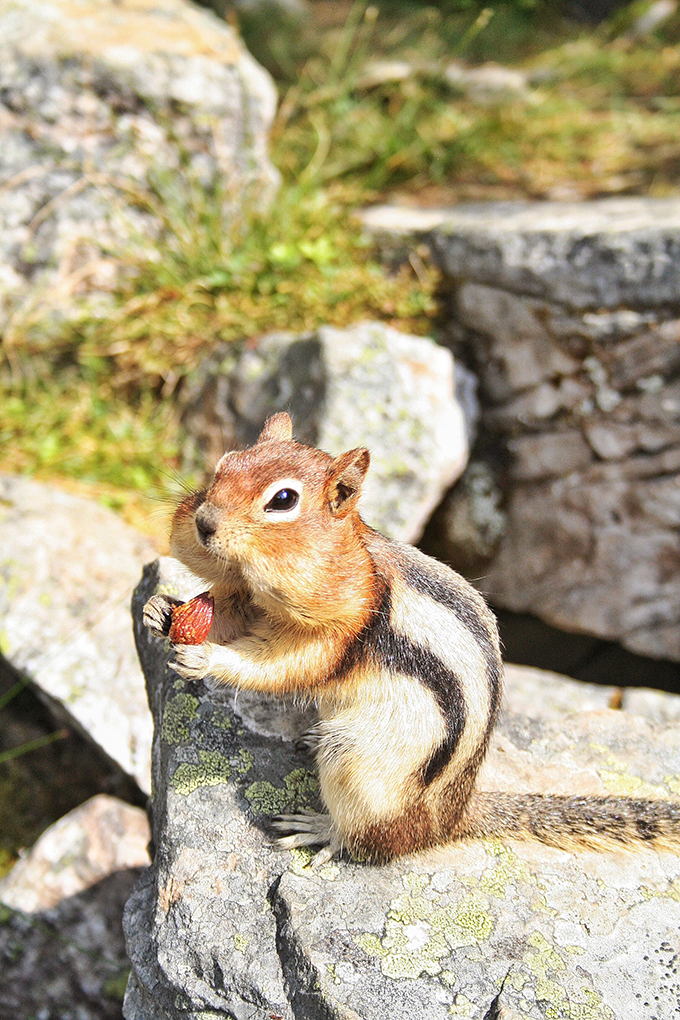 Toasted Trail Mix Chipmunk // JustineCelina.com