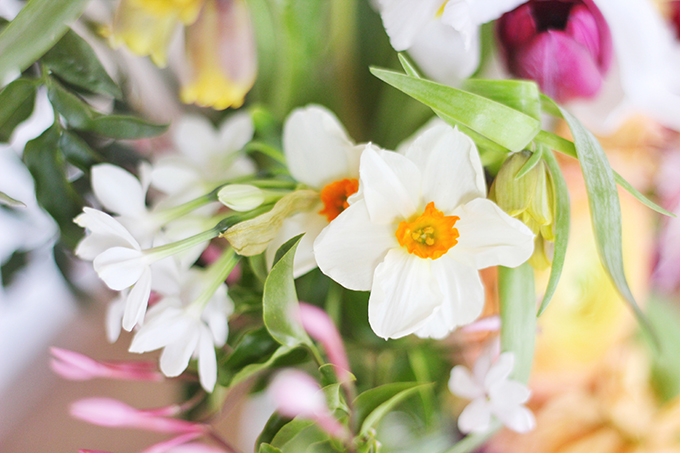 An Introduction to Spring Flowers | Narcissus // JustineCelina.com