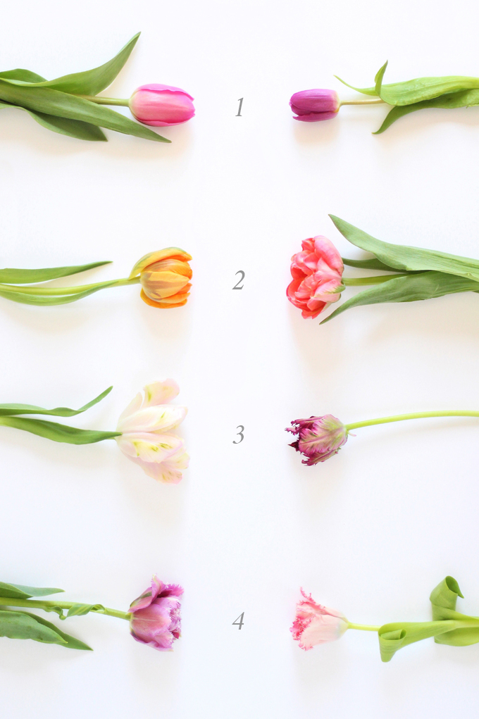 All About Tulips | How to Identify Different Tulip Varities // JustineCelina.com