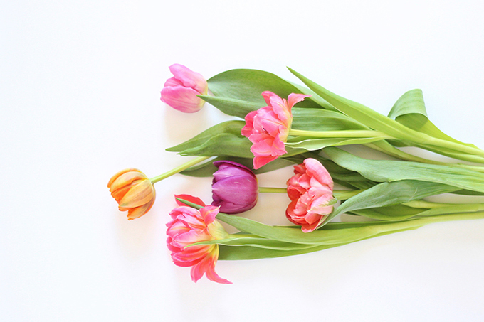 All About Tulips | Double Tulips // JustineCelina.com