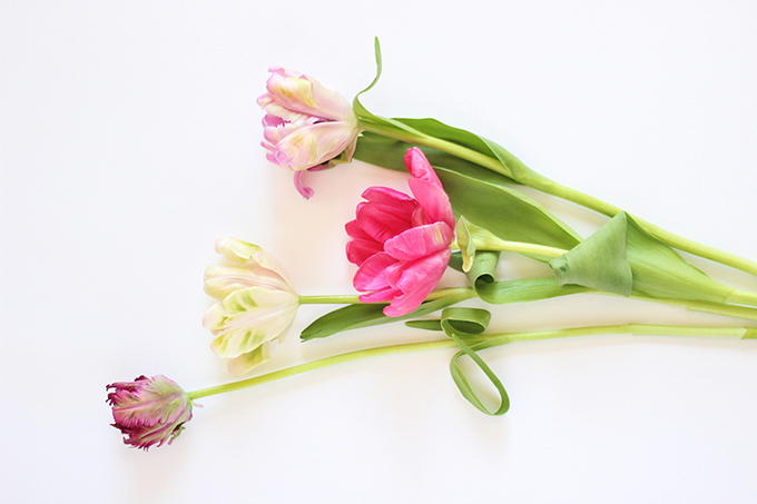 All About Tulips | Parrot Tulips // JustineCelina.com