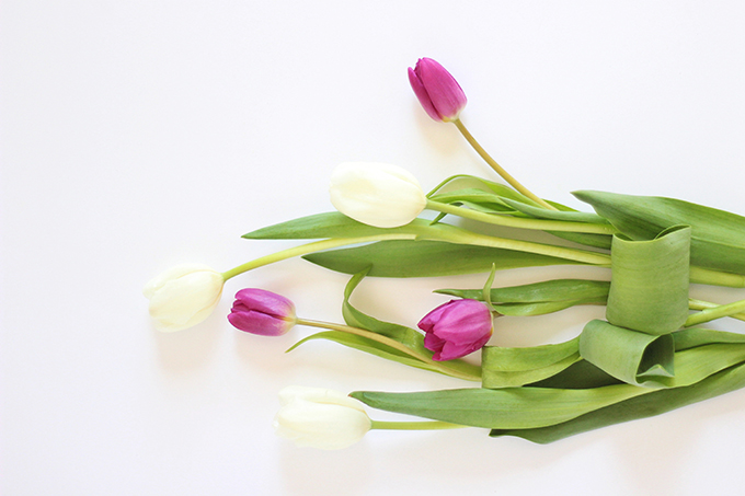 All About Tulips | Standard Tulips // JustineCelina.com