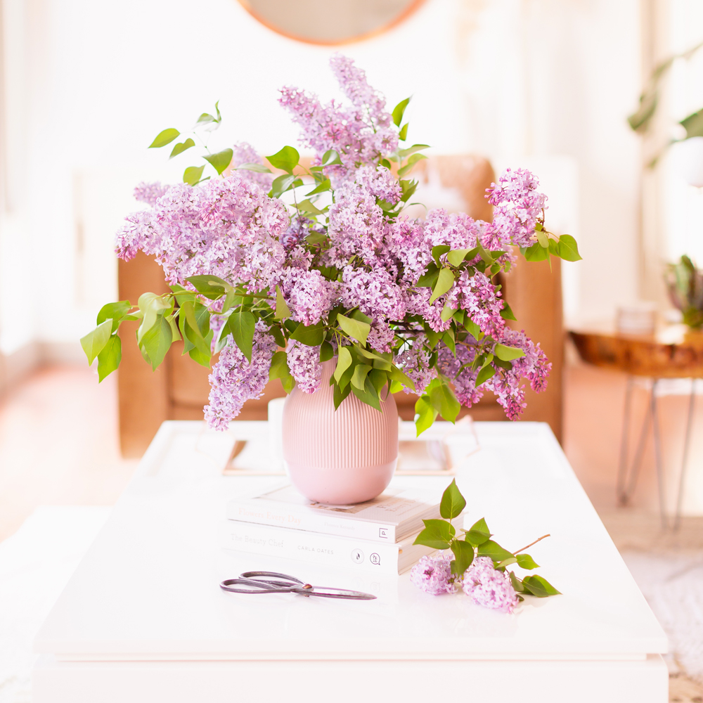 How to Create a Lilac Bouquet | An oversized lilac bouquet and a pair of clippers on a white coffee table in JustineCelina’s light and airy mid century meets boho modern living room | DIY Lilac Flower Arrangement | How to Forage Lilacs | How to Prolong Lilac Vase Life | How to Arrange Lilacs | Fresh Lilac Flower Bouquet | Extremely Pretty Lilac Arrangement | Purple Lilac Arrangement | How to Cut Lilacs from a tree or bush | Calgary Creative Lifestyle Blogger // JustineCelina.com