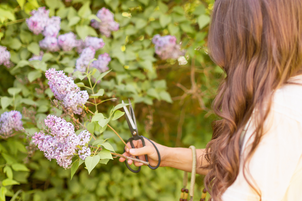 Brunette cutting lilacs from a large tree in a flowy linen dress | DIY Lilac Flower Arrangement | How to Forage Lilacs | How to Cut Lilacs from Bush or Tree | How to Prolong Lilac Vase Life | How to Arrange Lilacs | Fresh Lilac Flower Bouquet | Extremely Pretty Lilac Arrangement | Purple Lilac Arrangement | How to Cut Lilacs from a tree or bush | Calgary Creative Lifestyle Blogger // JustineCelina.com