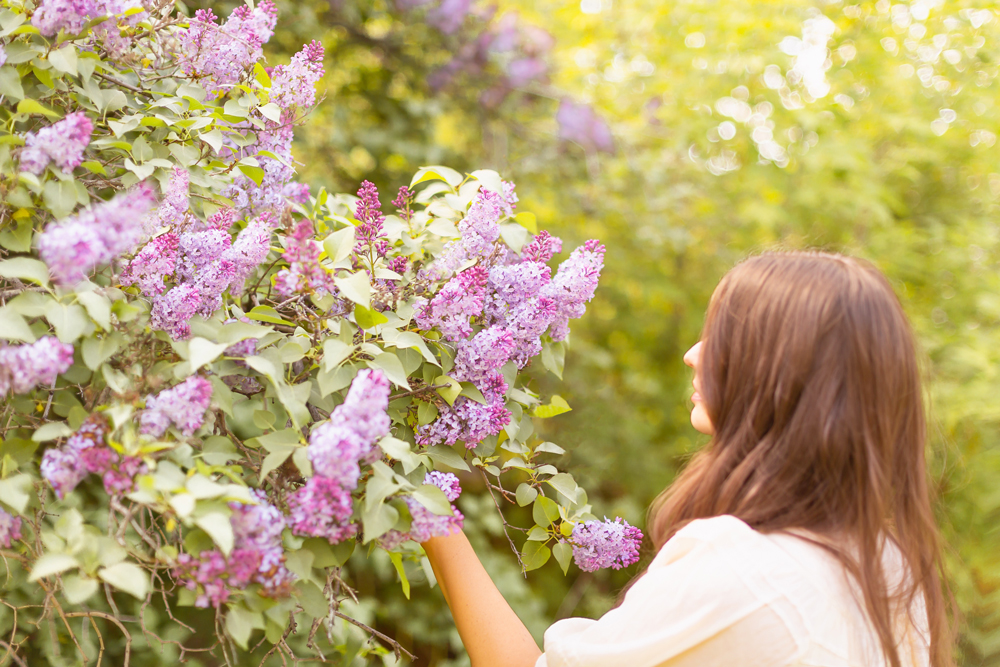 Smiling brunette woman foraging lilac blossoms from a large tree | DIY Lilac Flower Arrangement | How to Forage Lilacs | How to Cut Lilacs from Bush or Tree | How to Prolong Lilac Vase Life | How to Arrange Lilacs | Fresh Lilac Flower Bouquet | Extremely Pretty Lilac Arrangement | Purple Lilac Arrangement | How to Cut Lilacs from a tree or bush | Calgary Creative Lifestyle Blogger // JustineCelina.com