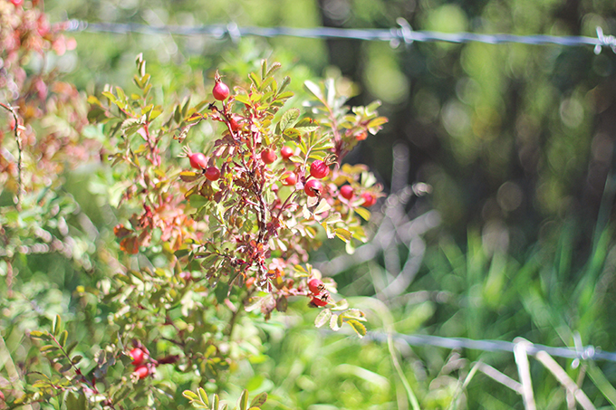 Foraged Prairie Wildflower Bouquet | Wild Rose Hips | Calgary, Alberta, Canada // JustineCelina.com