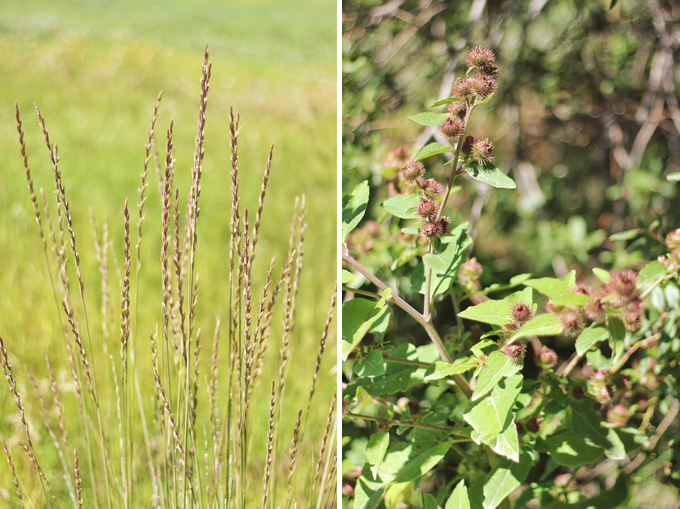 Foraged Prairie Wildflower Bouquet | Wheatgrass | Calgary, Alberta, Canada // JustineCelina.com