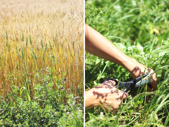 Foraged Prairie Wildflower Bouquet | Prairie Foraging Guidelines | Calgary, Alberta, Canada // JustineCelina.com