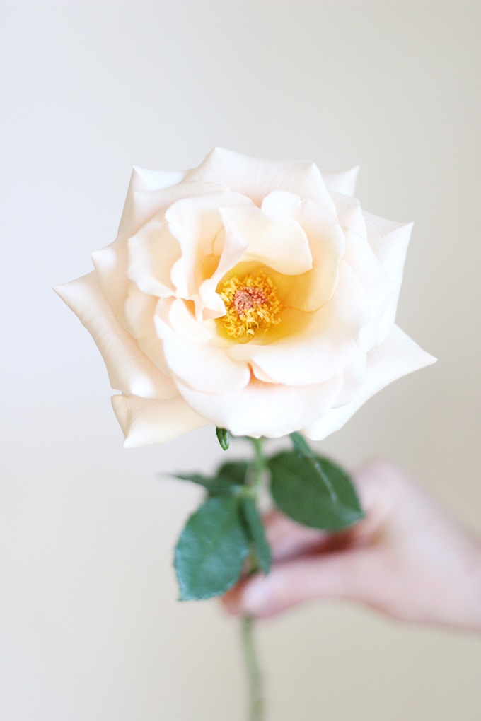 All About Roses | A Single Mother of Pearl Rose // JustineCelina.com x Rebecca Dawn Design
