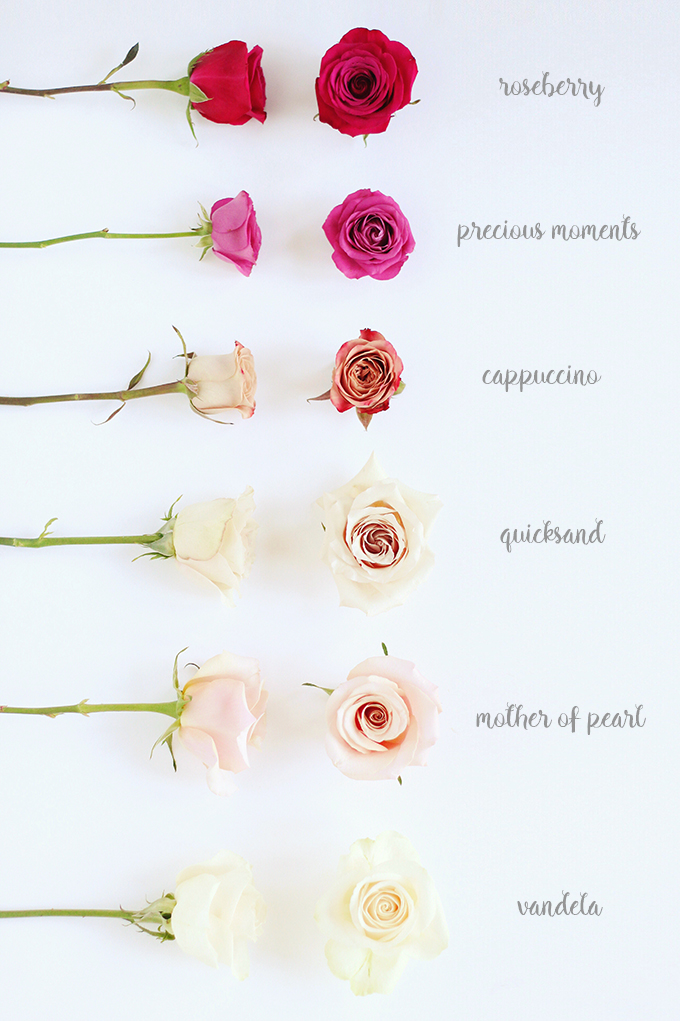 All About Roses | How to Idenitify and Care for Roses // JustineCelina.com x Rebecca Dawn Design