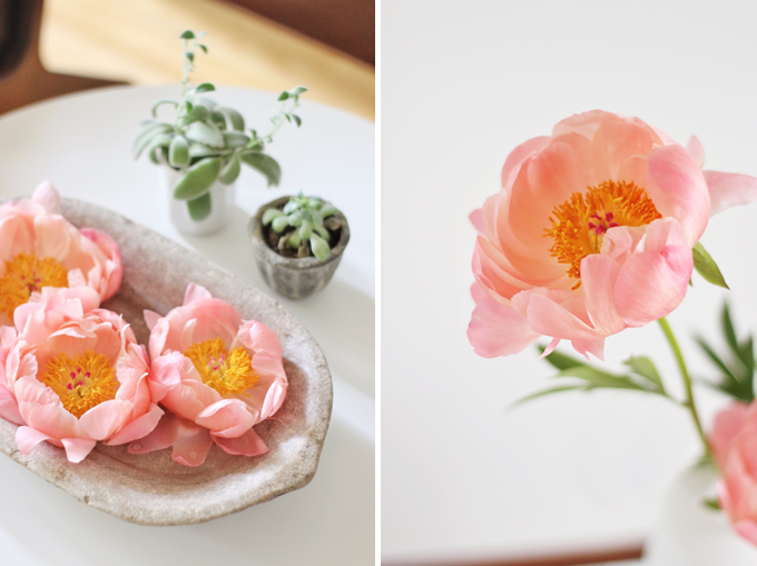 All About Peonies | Purchasing and care tips | Coral Sunset Peonies // JustineCelina.com x Rebecca Dawn Design