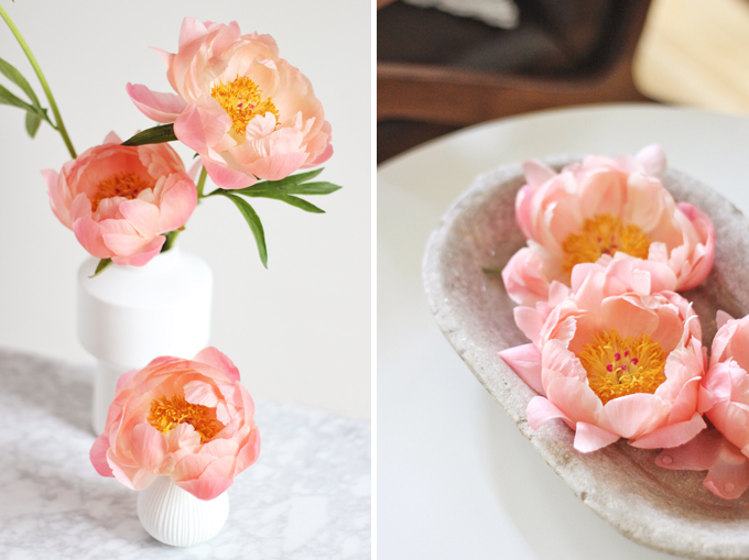 All About Peonies | Purchasing and care tips | Coral Sunset Peonies // JustineCelina.com x Rebecca Dawn Design