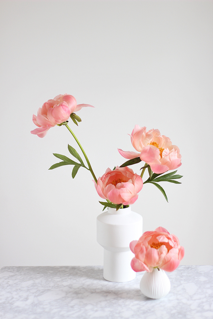 All About Peonies | Purchasing and care tips | Coral Sunset Peonies // JustineCelina.com x Rebecca Dawn Design 