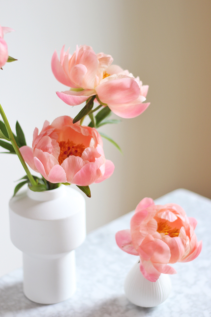 All About Peonies | Purchasing and care tips | Coral Sunset Peonies // JustineCelina.com x Rebecca Dawn Design