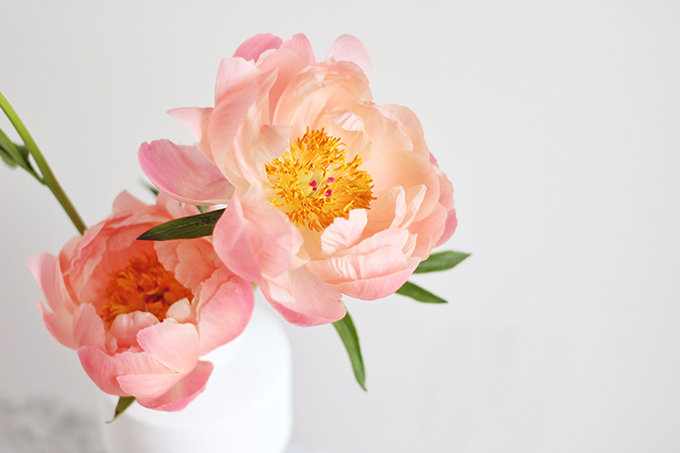 All About Peonies | Purchasing and care tips | Coral Sunset Peonies // JustineCelina.com x Rebecca Dawn Design