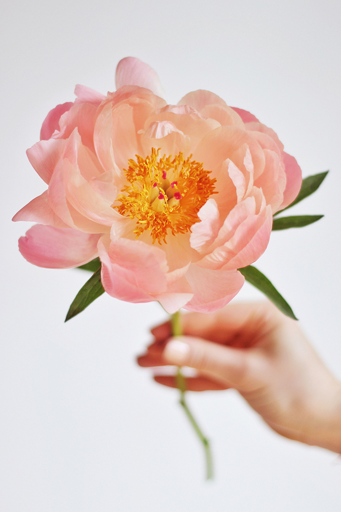 All About Peonies | Purchasing and care tips | Coral Sunset Peonies // JustineCelina.com x Rebecca Dawn Design 