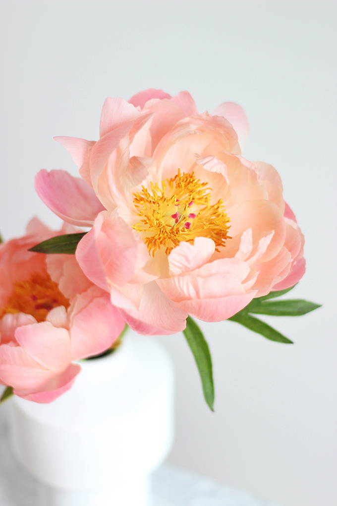 All About Peonies | Purchasing and care tips | Coral Sunset Peonies // JustineCelina.com x Rebecca Dawn Design 