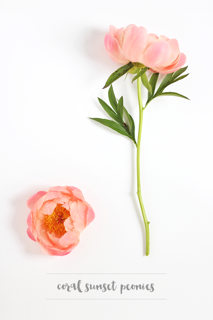 All About Peonies | Purchasing and care tips | Coral Sunset Peonies // JustineCelina.com x Rebecca Dawn Design
