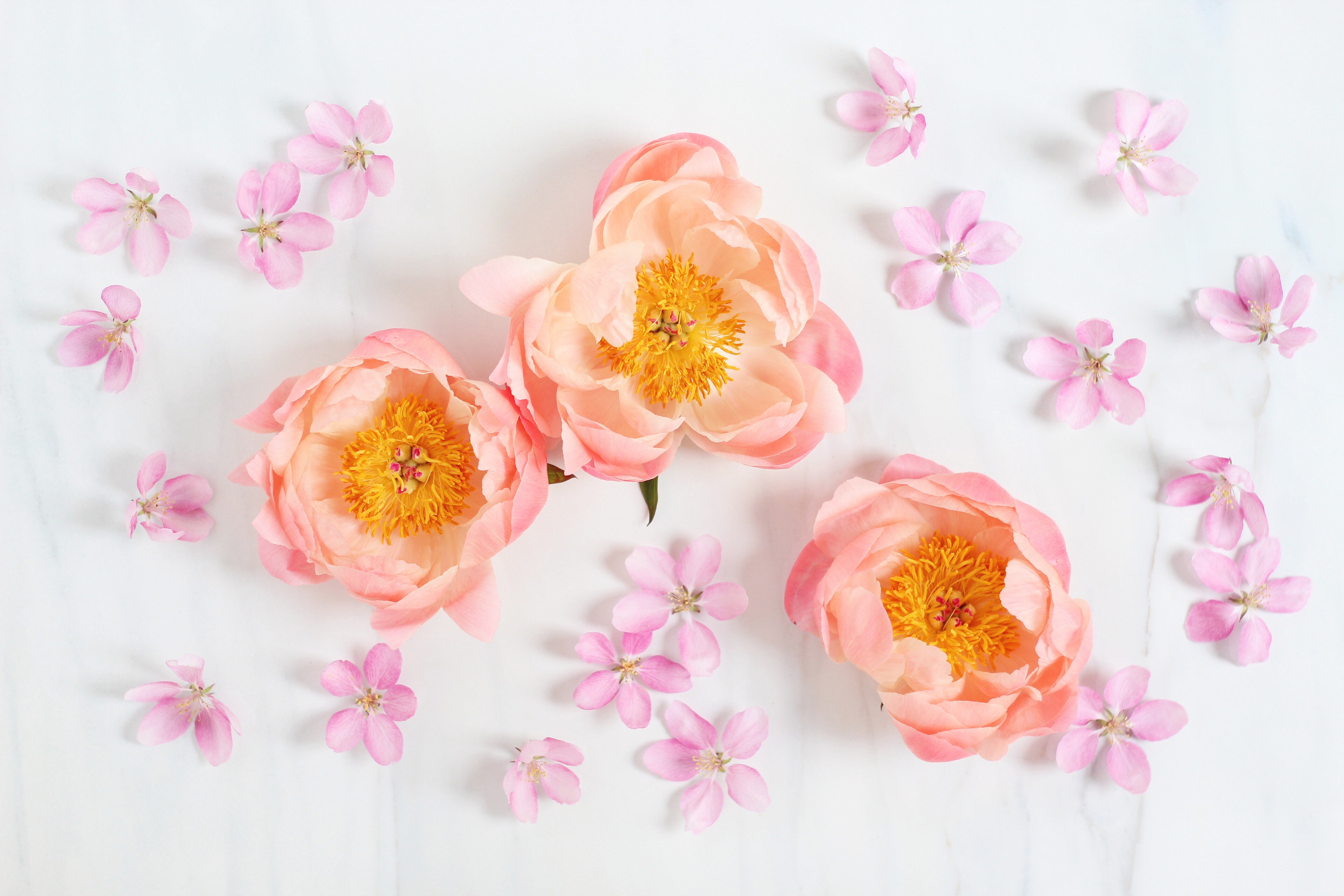 Peonies desktop Wallpapers.