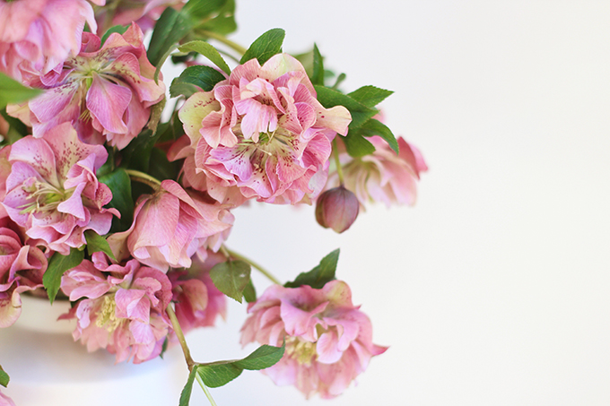 Homemade Flower Food Recipe | Double Bloom Hellebores // JustineCelina.com