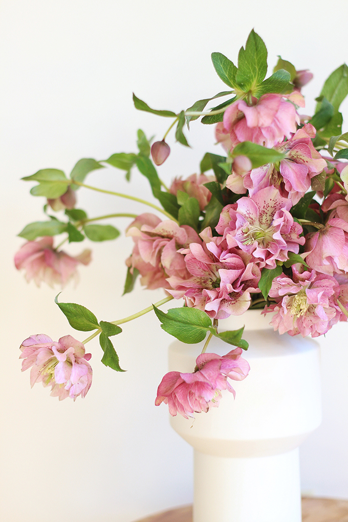 Homemade Flower Food Recipe | Double Bloom Hellebores // JustineCelina.com