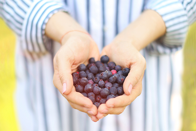 Saskatoon picking in rural Alberta, Canada // JustineCelina.com