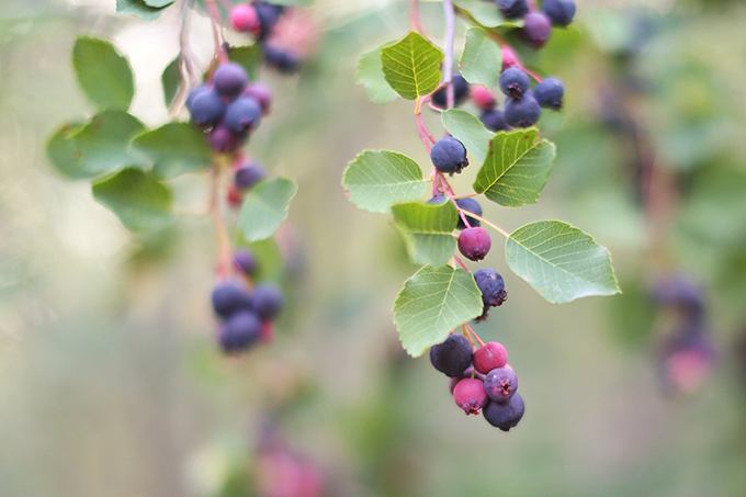 Saskatoon picking in rural Alberta, Canada // JustineCelina.com