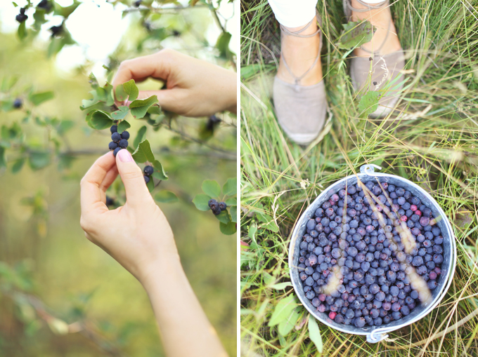 Saskatoon picking in rural Alberta, Canada // JustineCelina.com