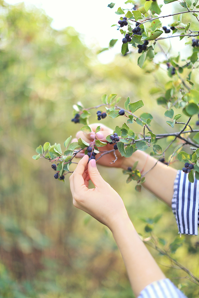 Saskatoon picking in rural Alberta, Canada // JustineCelina.com