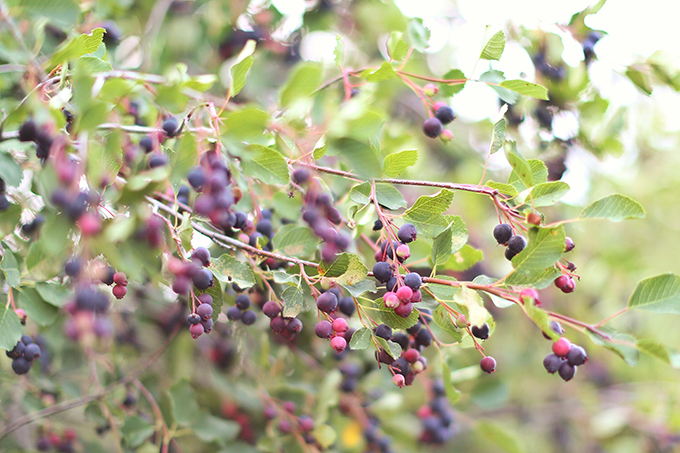 Saskatoon picking in rural Alberta, Canada // JustineCelina.com