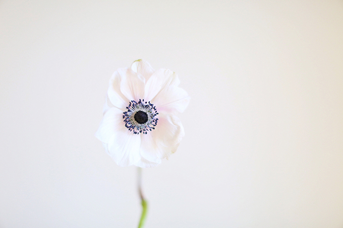 All About Anemones | The Best Anemones Care Tips | Panda Anemones // JustineCelina.com