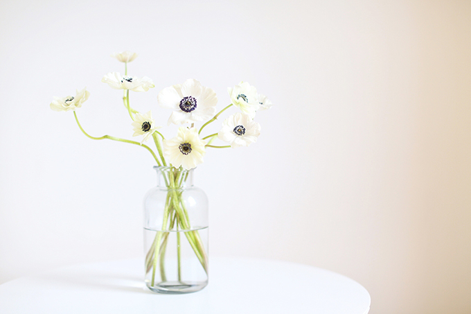 All About Anemones | The Best Anemones Care Tips | Panda Anemones // JustineCelina.com