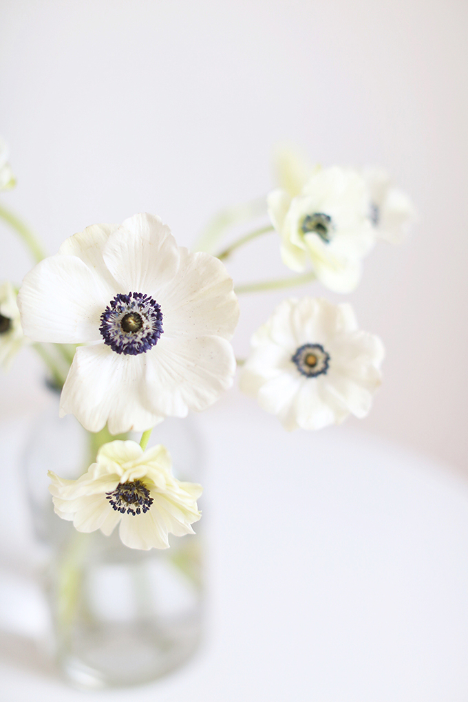 All About Anemones | The Best Anemones Care Tips | Panda Anemones // JustineCelina.com