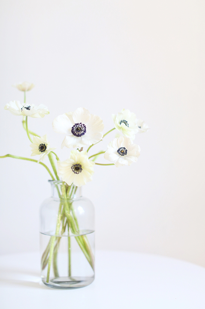 All About Anemones | The Best Anemones Care Tips | Panda Anemones // JustineCelina.com