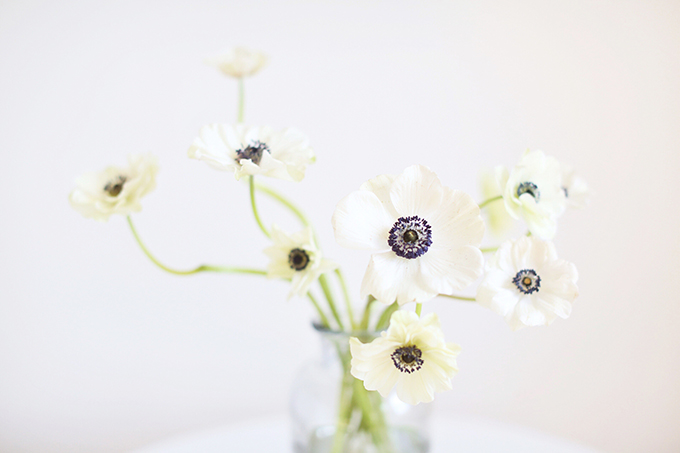 All About Anemones | The Best Anemones Care Tips | Panda Anemones // JustineCelina.com