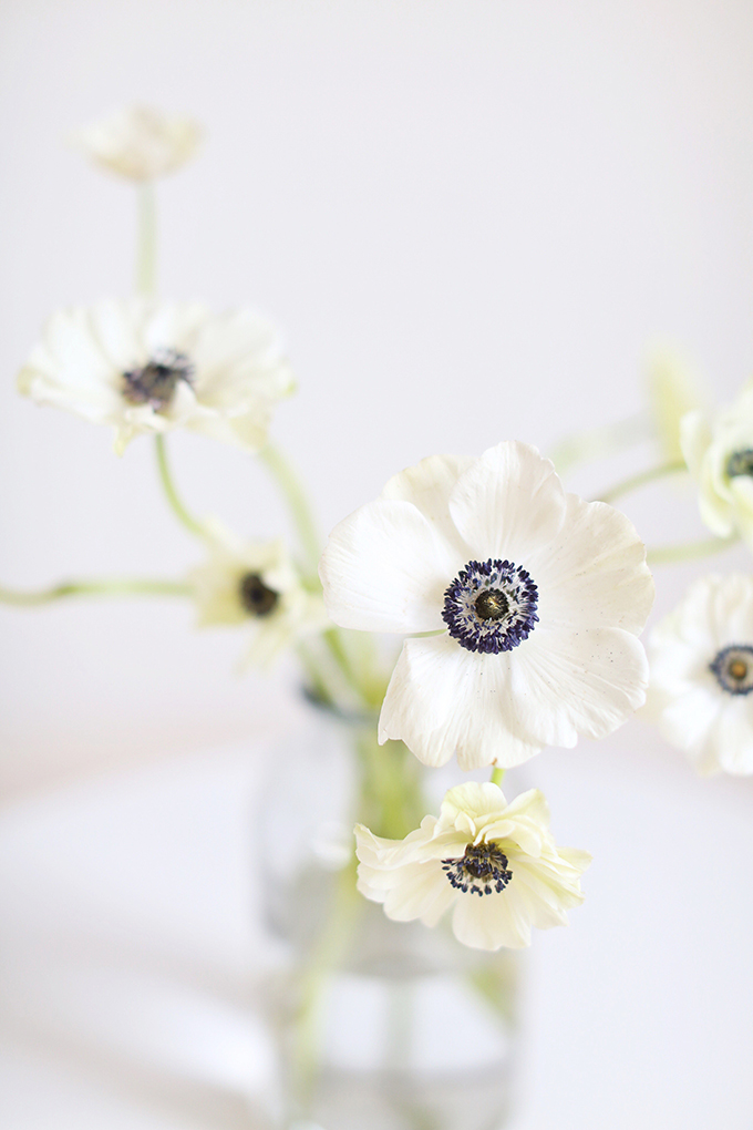 All About Anemones | The Best Anemones Care Tips | Panda Anemones // JustineCelina.com