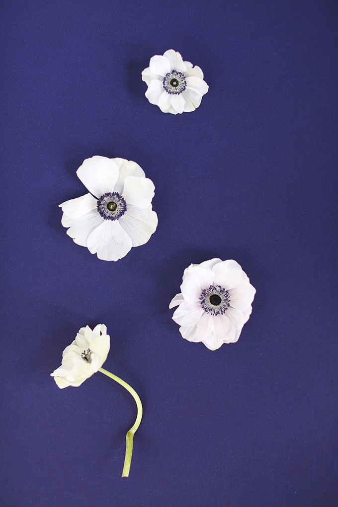 All About Anemones | The Best Anemones Care Tips | Panda Anemones // JustineCelina.com