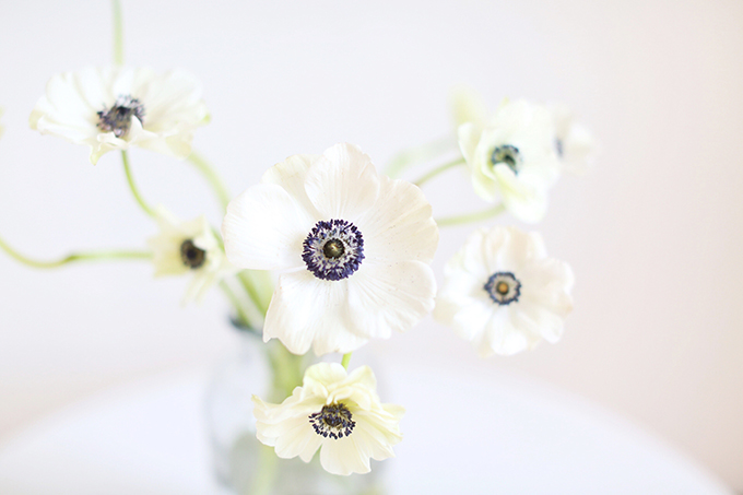 All About Anemones | The Best Anemones Care Tips | Panda Anemones // JustineCelina.com