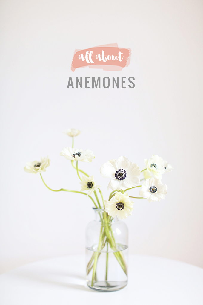 All About Anemones | The Best Anemones Care Tips | Panda Anemones // JustineCelina.com