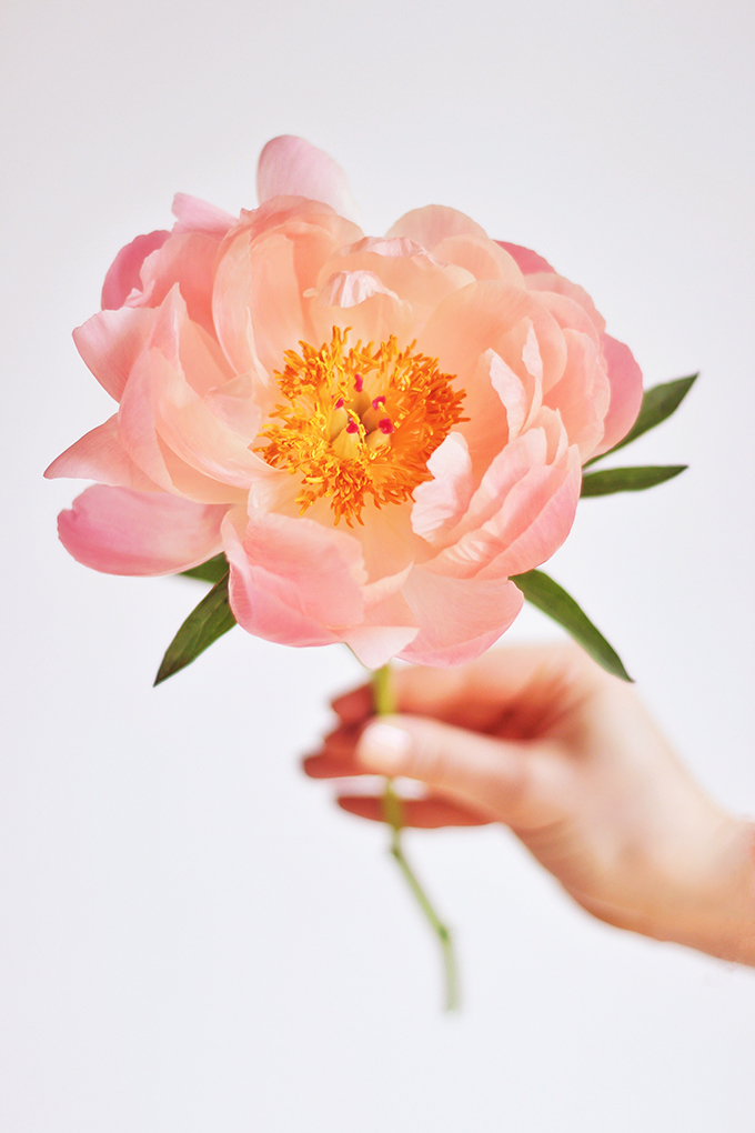 May 2018 Soundtrack | A Single Coral Sunset Peony | Calgary Lifestyle Blogger // JustineCelina.com