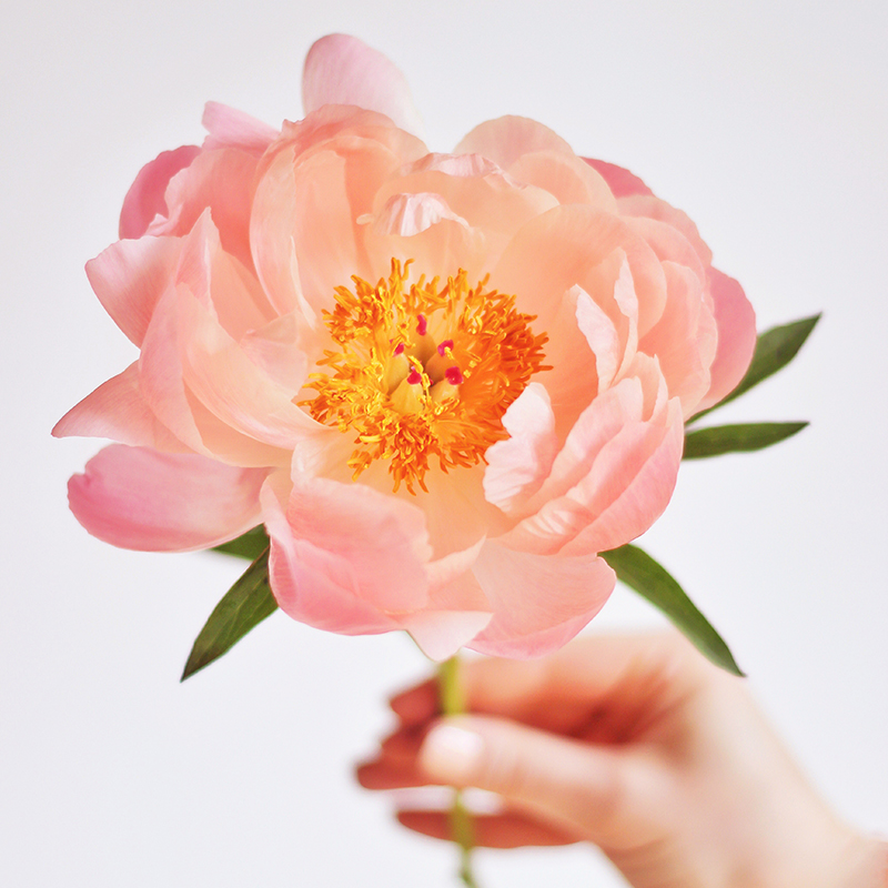 May 2018 Soundtrack | A Single Coral Sunset Peony | Calgary Lifestyle Blogger // JustineCelina.com