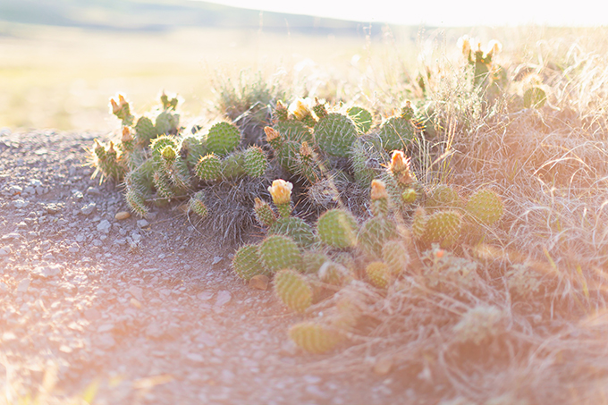 June 2018 Soundtrack | Blooming Alberta Prickly Pear Cactus | Calgary Lifestyle Blogger // JustineCelina.com