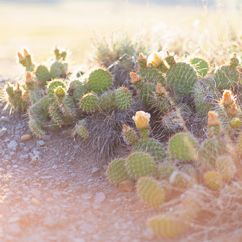 June 2018 Soundtrack | Blooming Alberta Prickly Pear Cactus | Calgary Lifestyle Blogger // JustineCelina.com