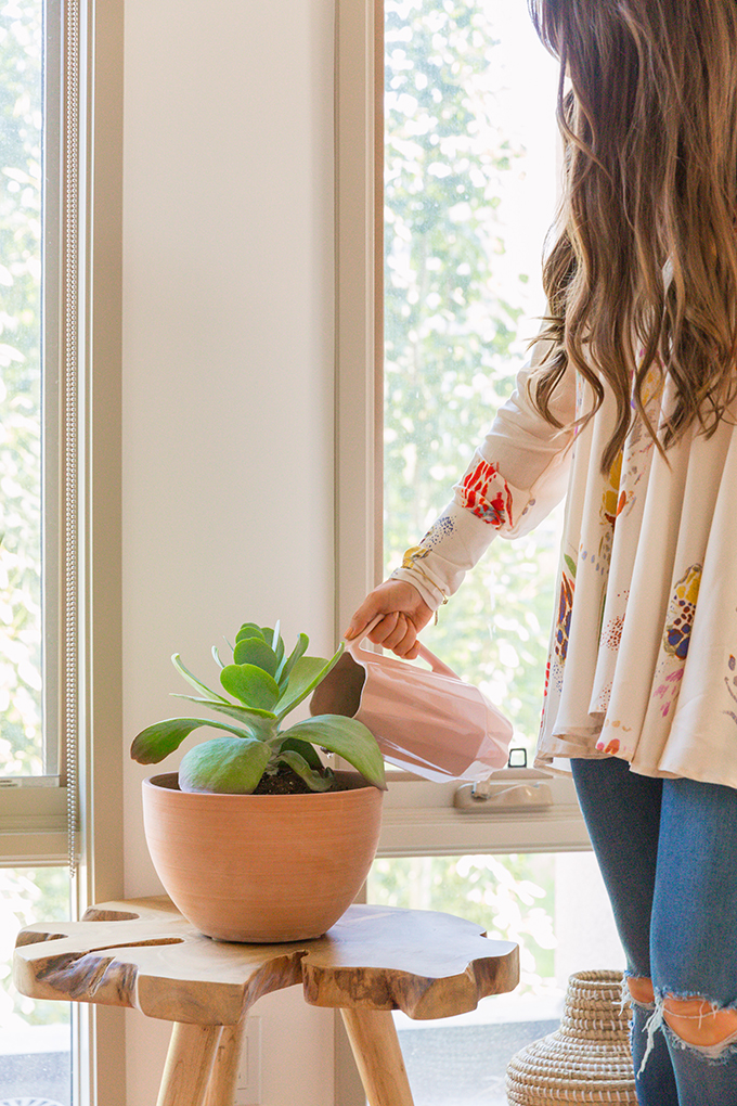 How to Select and Care For Houseplants | Cactus and Succulent Care and Watering Suggestions // JustineCelina.com